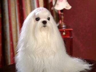 Maltese Dogs Wallpaper