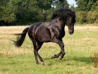 Asian Horses Wallpaper Black Horse