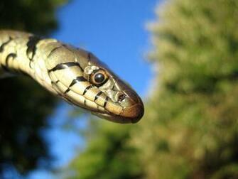 Grass Snake Head Wallpaper