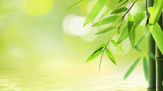 HD Bamboo Wallpaper