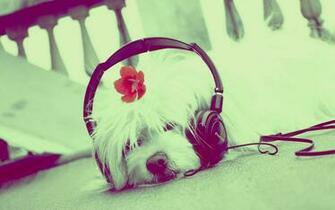Cute Dog Listening To Music Wallpaper