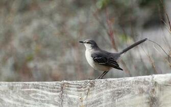 Suzanne Britton Nature Photography Northern Mockingbird
