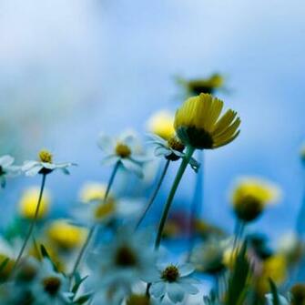 Small Spring Flowers iPad Wallpaper iPhone