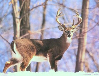 Whitetail Deer Wallpaper