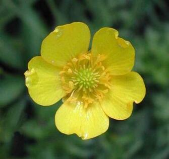 Pictures Of Random Flowers