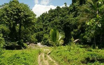 Fonds D Cran Jungle Tous Les Wallpaper