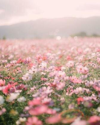 Ari Rachel Afbeeldingen Aesthetic Flowers HD Achtergrond