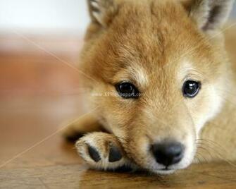 Cute And Beautiful Cats Dogs Wallpaper Photographs Jpg
