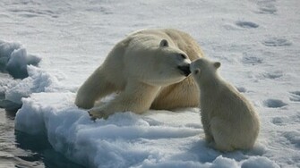 Polar Bear Wallpaper HD Background