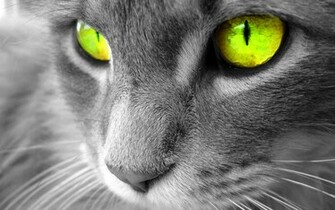 Beautiful Cat Cats Wallpaper