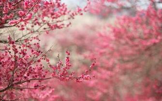 Spring Background Net