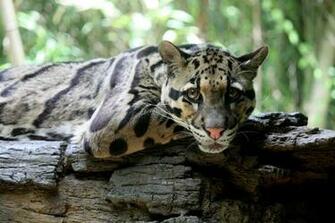 Clouded Leopard Wallpaper Background