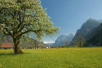 Spring In Switzerland Alps By Erwinstreit