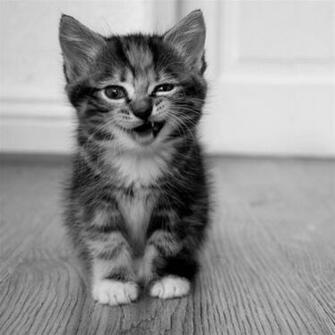 Cute Little Cat iPad Air Wallpaper iPhone