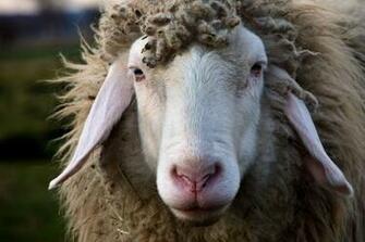 Agriculture Animal Dirty Dusty Felted Frontal Fur Head