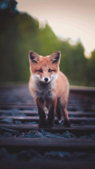 Animals Wallpaper Top Best