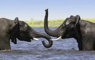 Animals African Rainforest Pictures Of That Live In