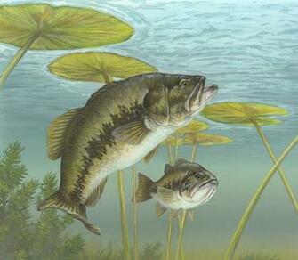 Smallmouth Bass Wallpaper Largemouth Bas