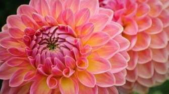 Lovely Dahlias Wallpaper
