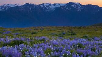 Wallpaper Hurricane Flowers Fields Park High Resolution