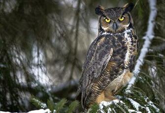 Owl Computer Wallpaper Desktop Background Id