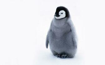 Cute Baby Penguins HD Wallpaper In Animals Imageci