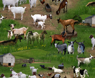 Farm Animals Wallpaper