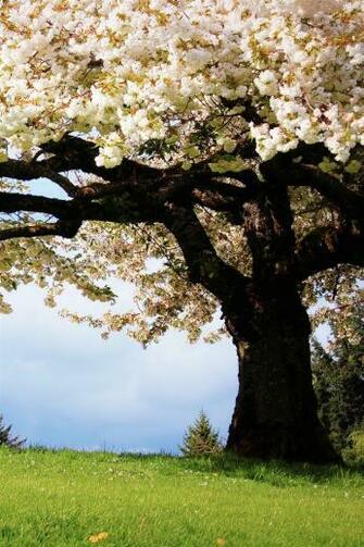 Cherry Trees White Blossoms iPhone 4s Wallpaper