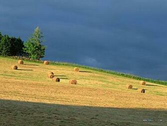 Wheat Field Wallpaper Cornfield Photos Country Farm Scene