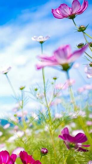 Image Quelques Fonds D Cran De Printemps Pour Votre