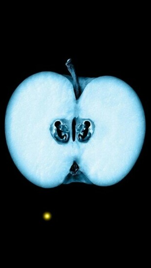 Fringe Tv Series Half Apple The iPhone Wallpaper