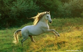 White Wild Horses Awsome HD Wallpaper Beautiful Pets Animals