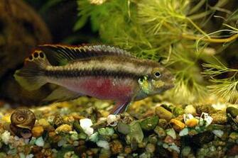 Freshwater Fish Wallpaper Gallery