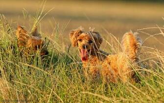 Wallpaper Dogs Field Summer Desktop In The