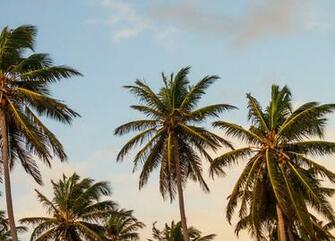 Tropical Breeze Wallpaper Ultrawide Monitor
