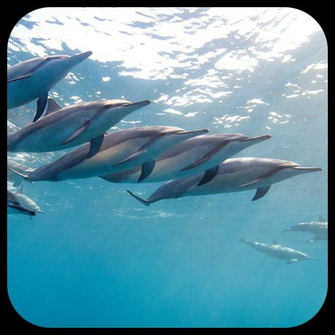 Dolphin Live Wallpaper