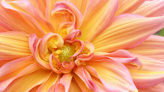 Dahlia Wallpaper