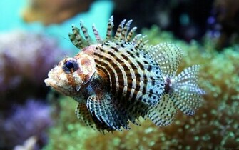 Shallow Tropical Fish HD Wallpaper