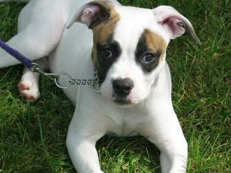 White American Bulldog Puppy Wallpaper Jpeg