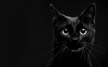 Black Cat Pc Wallpaper On