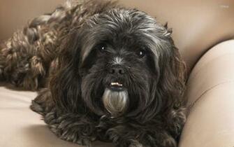 Black Shih Tzu Wallpaper