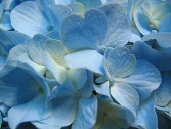 Flowers Wallpaper