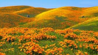 Orange Flowers HD Wallpaper Id
