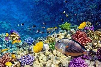 On November By Stephen Comments Off Coral Reef Wallpaper