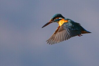Common Kingfisher Wallpaper HD
