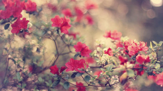 Nature Flower Wallpaper