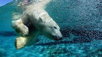Water Animals Bubbles Swimming Polar Bears