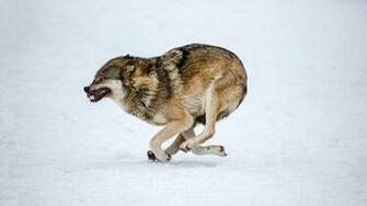 Run Wolf Wallpaper