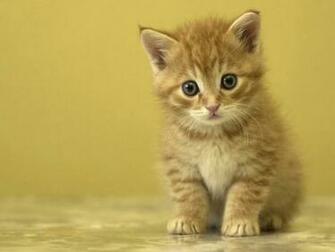 Wallpaper Of Cats And Kittens
