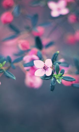 Blackberry Themes Wallpaper Nokia Lumia
